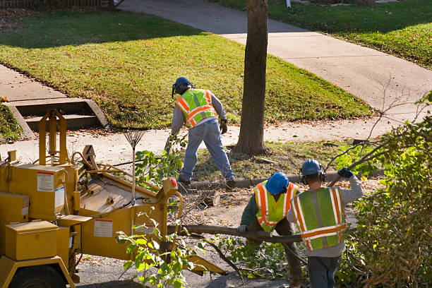 Best Utility Line Clearance  in Bealeton, VA